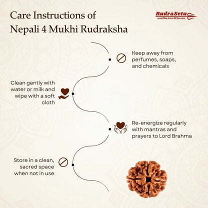 Nepali 4 Mukhi Rudraksha | Asli Char Mukhi