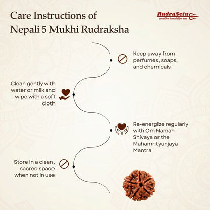 Nepali 5 Mukhi Rudraksha | Asli Paanch Mukhi