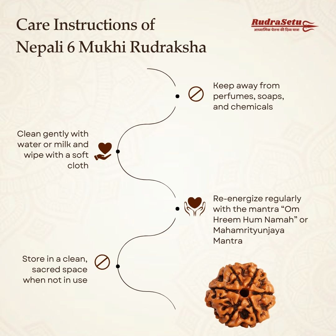 Nepali 6 Mukhi Rudraksha | Asli Chheh Mukhi