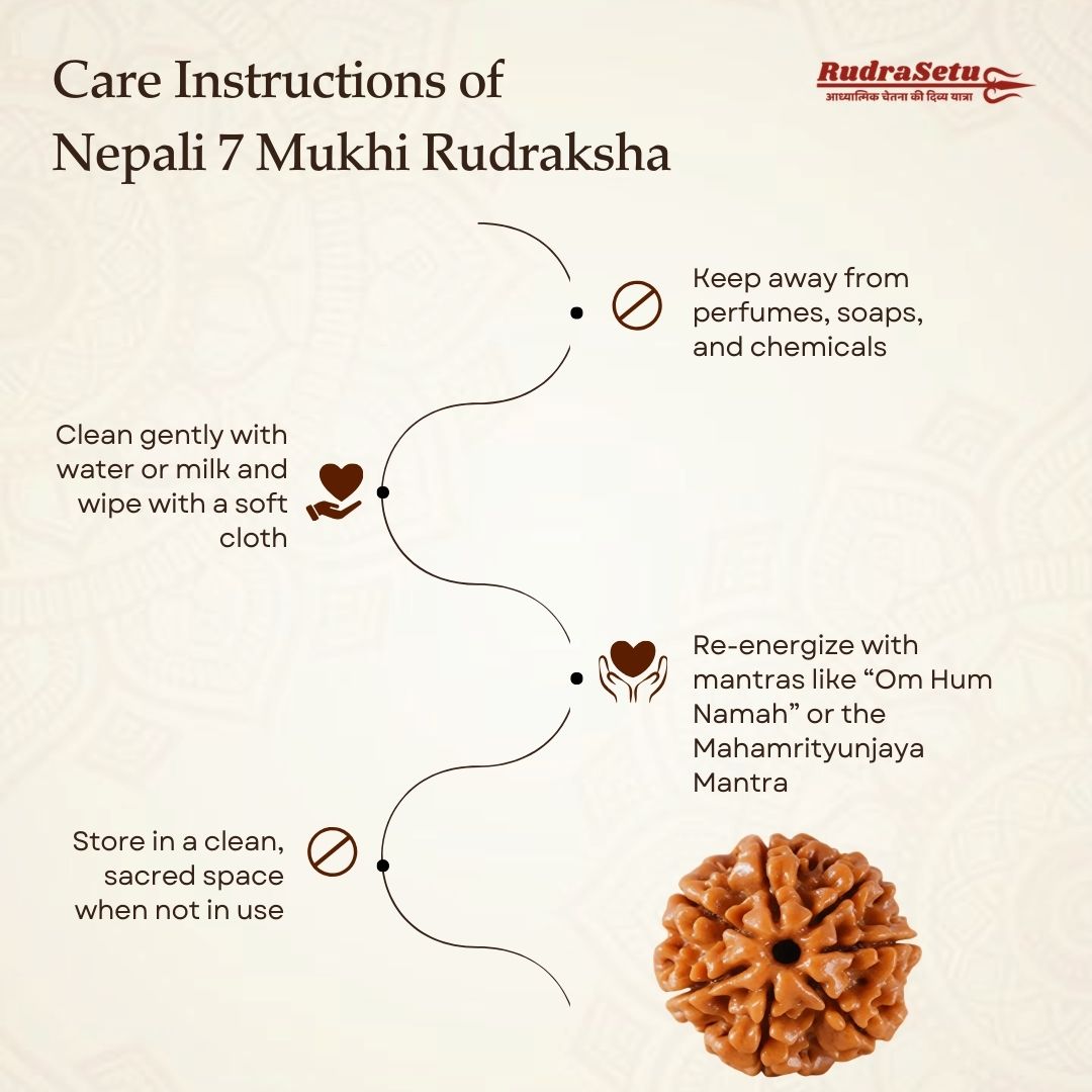 Nepali 7 Mukhi Rudraksha | Asli Saat Mukhi