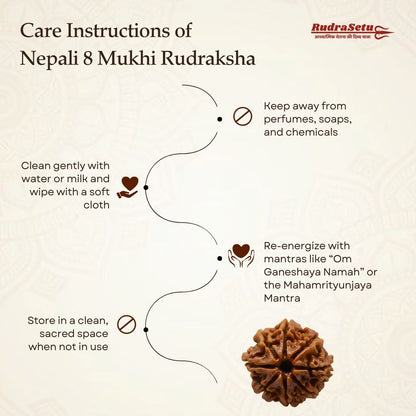Nepali 8 Mukhi Rudraksha | Asli Aath Mukhi