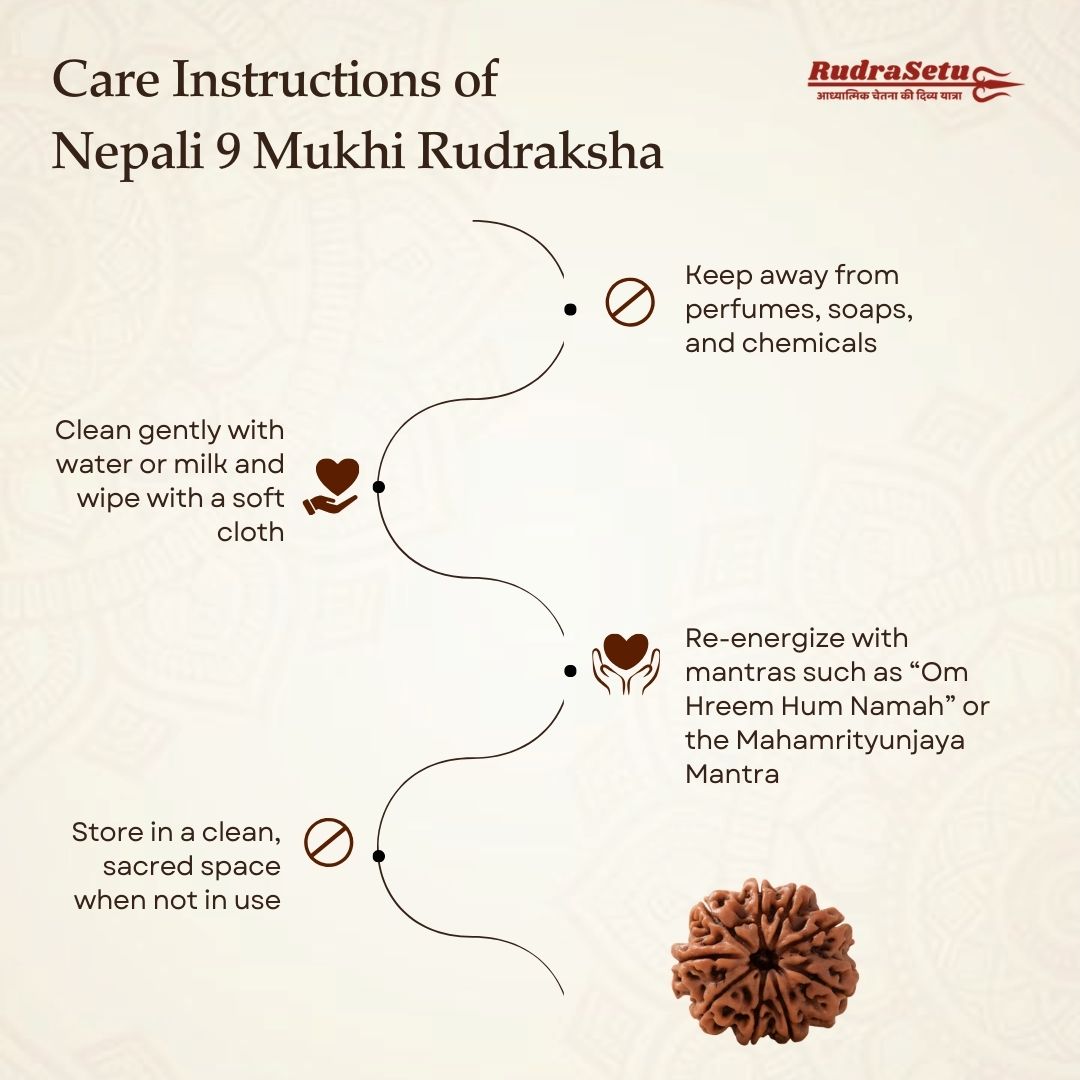 Nepali 9 Mukhi Rudraksha | Asli Nau Mukhi