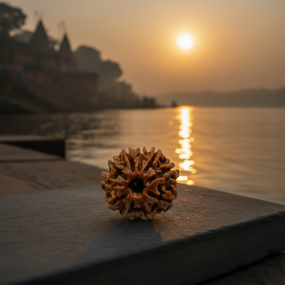 Nepali 10 Mukhi Rudraksha | Asli Das Mukhi