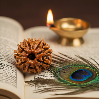 Nepali 10 Mukhi Rudraksha | Asli Das Mukhi
