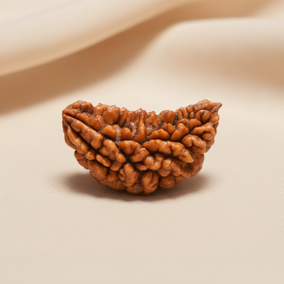 Kaju Shaped 1-Mukhi Rudraksha | Natural & Lab-Certified | For Self-Realization, Mental Clarity & Spiritual Upliftment