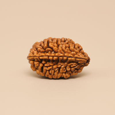 Nepali 2 Mukhi Rudraksha | Natural & Lab Certified | For Unity, Harmony, & Emotional Balance