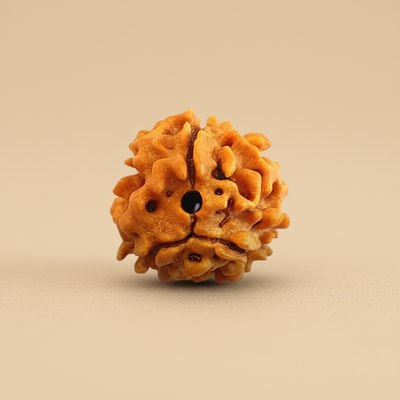 Nepali 3 Mukhi Rudraksha | Natural & Lab Certified | For Purification, Confidence & Vitality