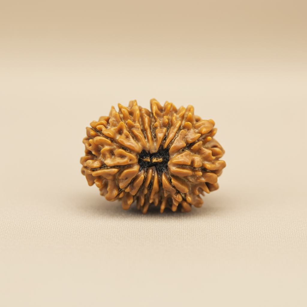 Nepali 14 Mukhi Rudraksha | Asli Chaudah Mukhi