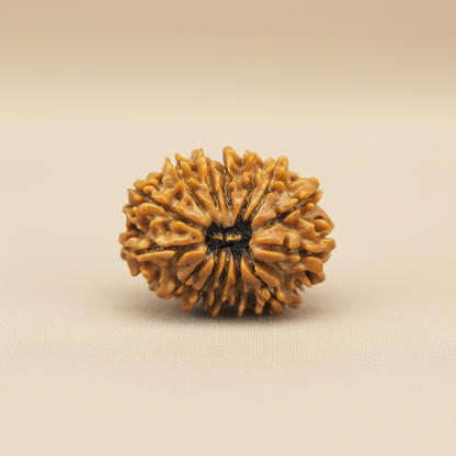 Nepali 14 Mukhi Rudraksha | Asli Chaudah Mukhi