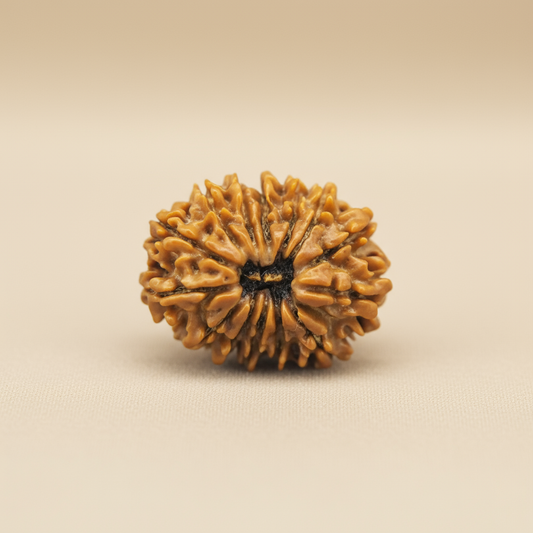 Nepali 14 Mukhi Rudraksha | Asli Chaudah Mukhi