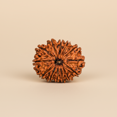 Nepali 13 Mukhi Rudraksha | Natural & Lab Certified | For Attraction, Charisma & Fulfilment of Desires