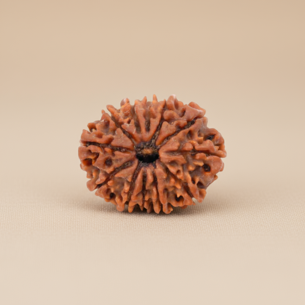 Nepali 12 Mukhi Rudraksha | Asli Barah Mukhi