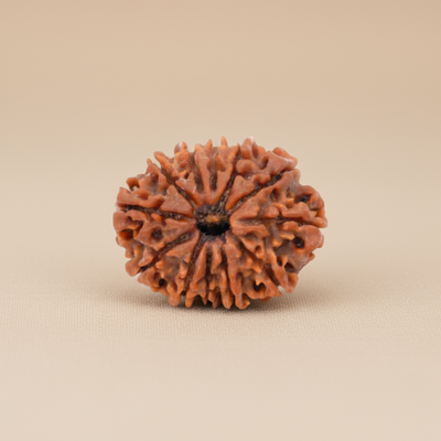 Nepali 12 Mukhi Rudraksha | Natural & Lab Certified | For Radiance, Leadership & Prosperity
