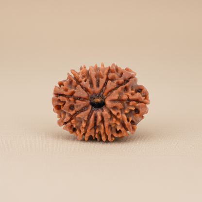 Nepali 12 Mukhi Rudraksha | Asli Barah Mukhi