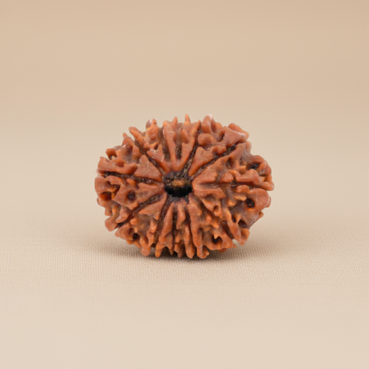 Nepali 12 Mukhi Rudraksha | Asli Barah Mukhi