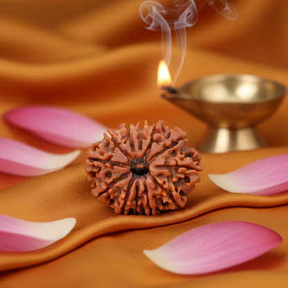 Nepali 12 Mukhi Rudraksha | Asli Barah Mukhi