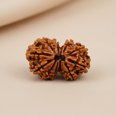 Gauri Shankar Rudraksha | Natural & Lab Certified | For Love, Unity & Harmonious Relationships