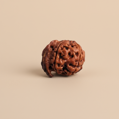 Ganesh Mukhi Rudraksha | Natural & Lab Certified | For Success, Wisdom & Auspicious Beginnings