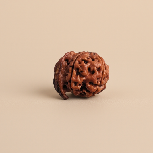 Nepali Ganesh Mukhi Rudraksha | Asli Ganesh Mukhi