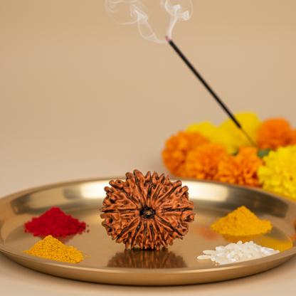 Nepali 13 Mukhi Rudraksha | Asli Terah Mukhi