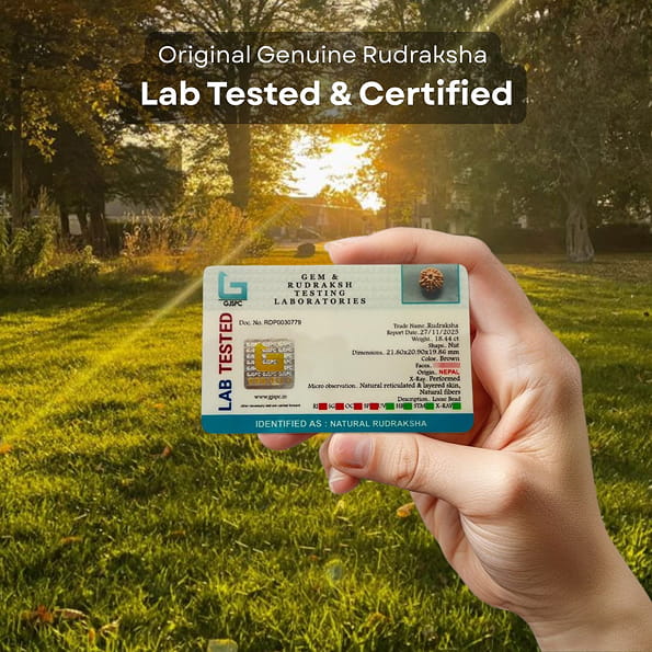 Nepali 7 Mukhi Rudraksh  Bracelet | Natural & Lab Certified | For Wealth, Success & Stability